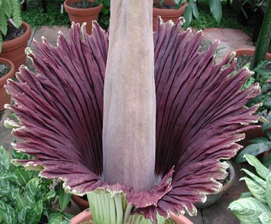 A. titanum, 6-27-01, 6 pm