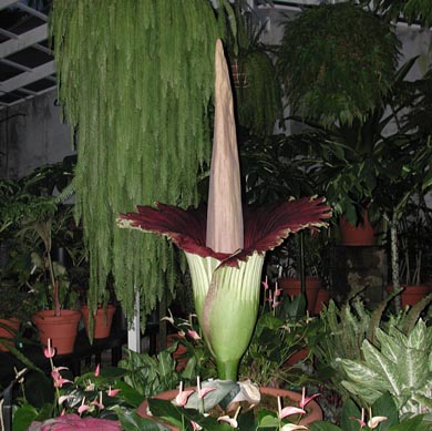 A.titanum, 6-27-01, 8 pm