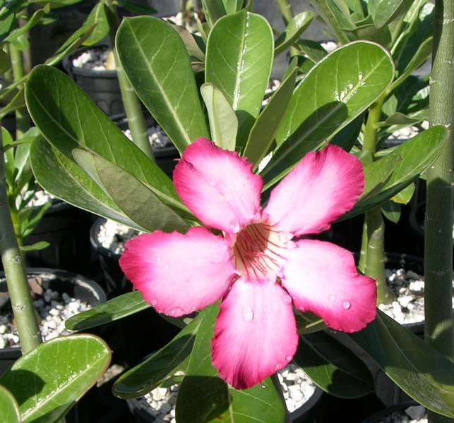 Adenium obesum
