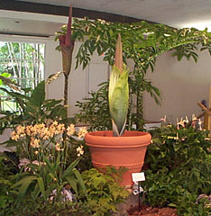 A. titanum 8-26-99, in Garden House