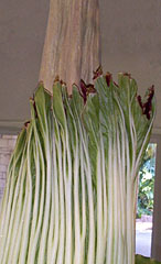 A. titanum, Sept 4