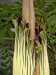 A. titanum, 9-7-99