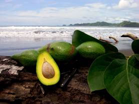 Avocado Shore