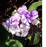 Brunfelsia grandiflora ssp. grandiflora