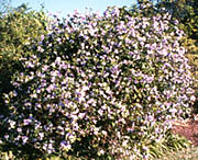 Brunfelsia grandiflora ssp. grandiflora