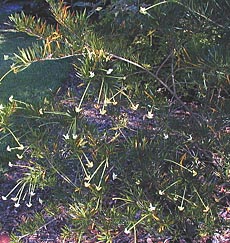 Brunfelsia densifolia