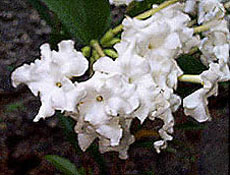 Brunfelsia plicata