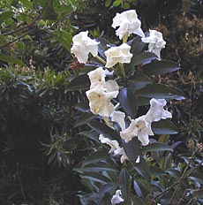 Brunfelsia plicata