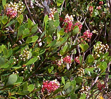 Byrsonima lucida