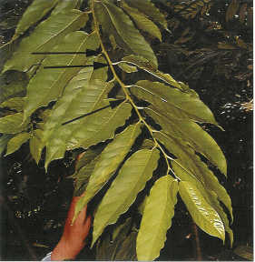 long thin leaf