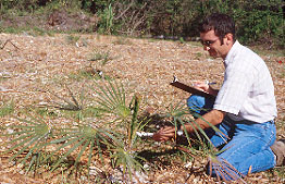 Coccothrinax argentata