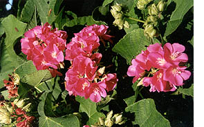 Dombeya x 'Seminole'