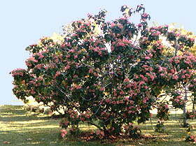 Dombeya x 'Seminole'