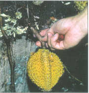 Durian kura kura