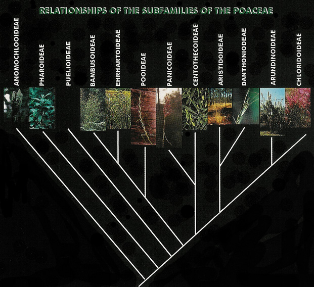 cladogram