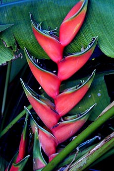 Heliconia bihai 'Halloween'