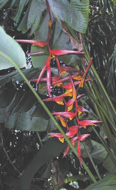 Heliconia collinsiana