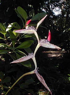 Heliconia metallica