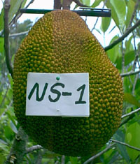 NS1