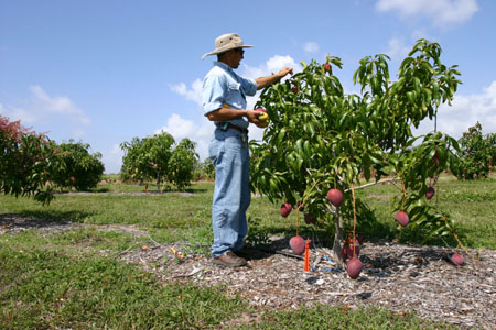 Bonsai Trees on Notching A Mango Tree To Encourage Branching    Tropical Fruits Forum