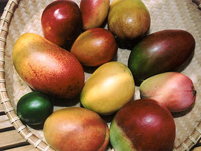 Fairchild's International Mango Festival