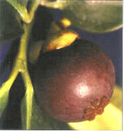 mangosteen