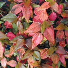 Acalypha 'Inferno'