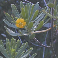 Suriana maritima