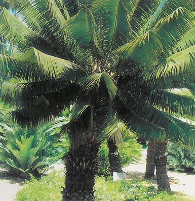 Microcycas calocoma