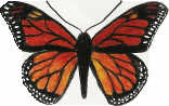 Monarch Butterfly