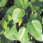 Pavonia bahamensis