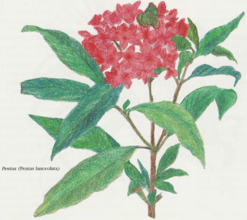 Pentas (Pentas lanceolata)