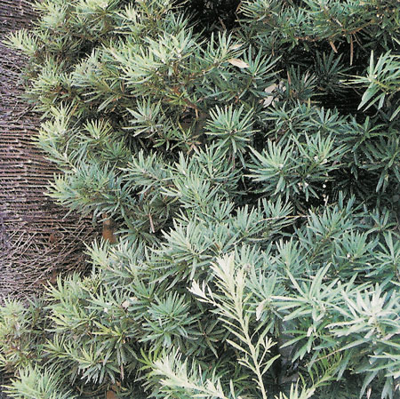 Podocarpus macrophyllus