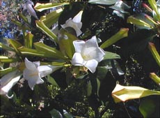 Portlandia grandiflora
