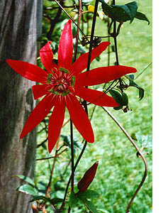 Passiflora vitifolia (Red passion flower)