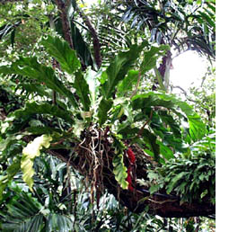 Rainforest exhibit at Fairchild Tropical Botanic Garden
