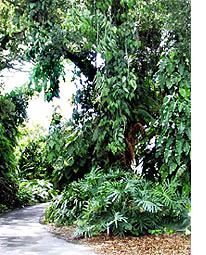 Rainforest exhibit at Fairchild Tropical Botanic Garden