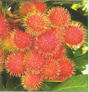 rambutan