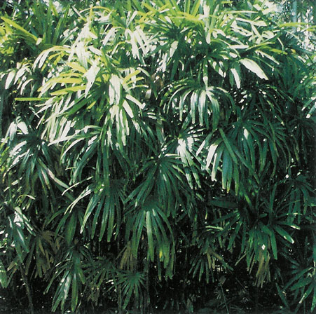 Rhapis excelsa