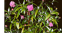Rondeletia leucophylla
