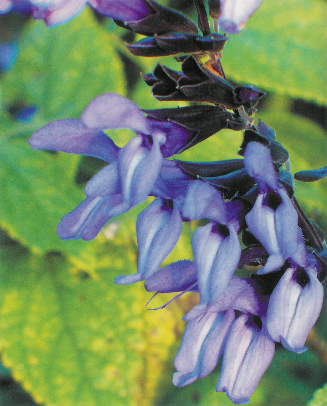 Salvia guaranticia Black and Blue