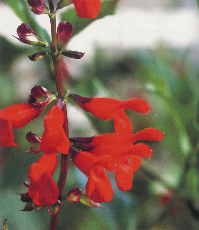 Salvia miniata