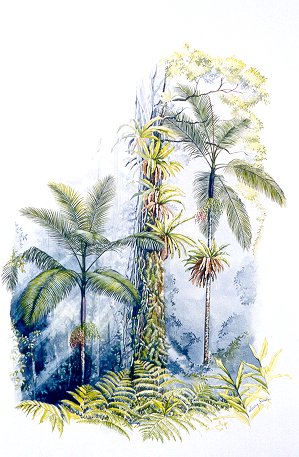 A. purpurea by Lucy Smith