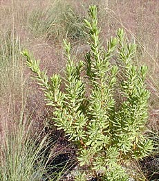 Suriana maritima
