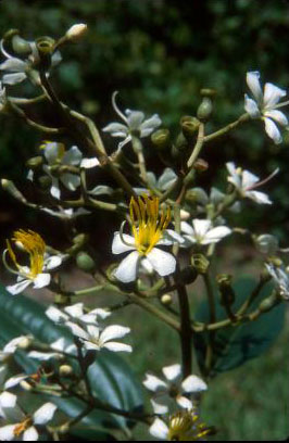 Tetrazygia bicolor