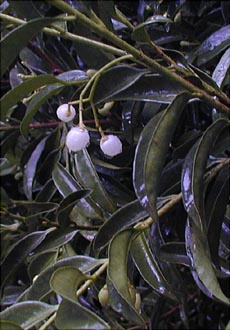 Vallesia antillana