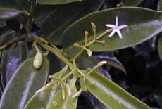 Vallesia antillana