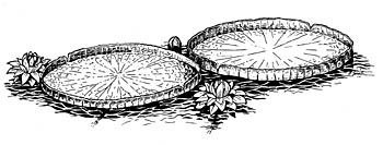 Victoria amazonica: drawing by Elizabeth Smith