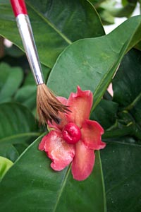 Cherapu Hand Pollinization