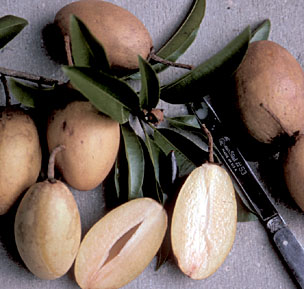 Sapodilla, Manilkara zapota